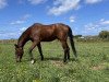 dressage horse Laudatious (Trakehner, 1999, from Baluster)