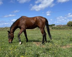 dressage horse Laudatious (Trakehner, 1999, from Baluster)