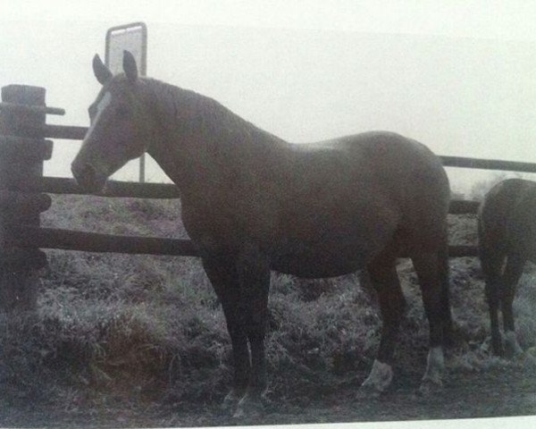 broodmare Gigantin (Hanoverian, 1980, from Grannus)