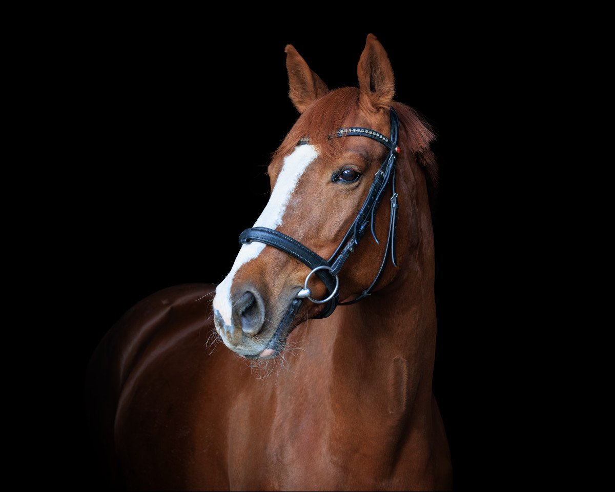 broodmare Iscaja (German Warmblood, 2012, from Idefix)