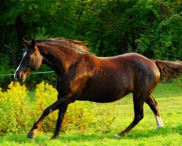 Pferd Árnika (Jázmin) (Ungarisches Warmblut, 2004, von Justboy)