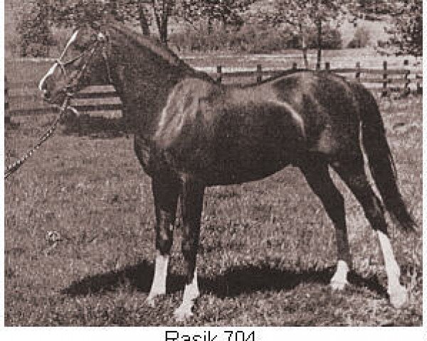 stallion Rasik ox (Arabian thoroughbred, 1929, from Nasik 1908 ox)