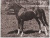 stallion Rasik ox (Arabian thoroughbred, 1929, from Nasik 1908 ox)