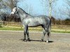 stallion My Forever (Holsteiner, 2006, from For Pleasure)