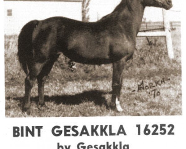 broodmare Bint Gesakkla ox (Arabian thoroughbred, 1960, from Gesakkla ox)