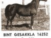 Zuchtstute Bint Gesakkla ox (Vollblutaraber, 1960, von Gesakkla ox)
