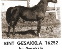 Zuchtstute Bint Gesakkla ox (Vollblutaraber, 1960, von Gesakkla ox)