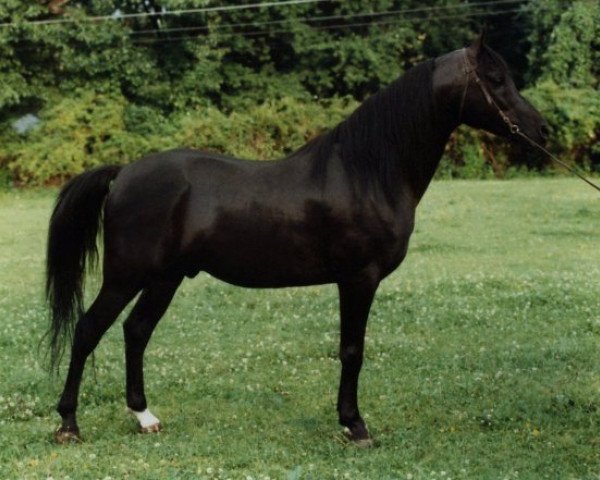 stallion Zar-Raskal ox (Arabian thoroughbred, 1975, from Zhareesco ox)