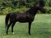 stallion Zar-Raskal ox (Arabian thoroughbred, 1975, from Zhareesco ox)