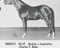 stallion Reesco ox (Arabian thoroughbred, 1964, from Inspiration ox)