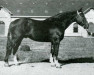 stallion Avranchin (Anglo-Norman, 1944, from Quaker)