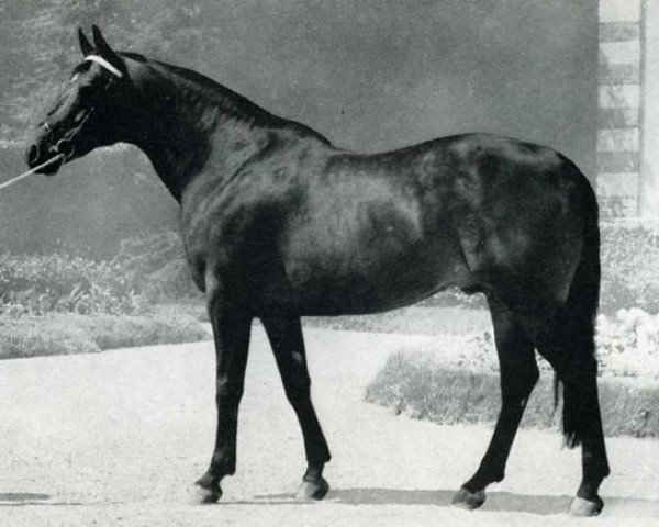 stallion Senateur (Selle Français, 1962, from Monseigneur)