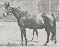 broodmare Rirette xx (Thoroughbred, 1913, from Ajax xx)