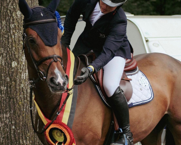 jumper Guline Z (Zangersheide riding horse, 2017, from George Z)