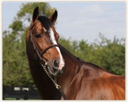 stallion Twisther (KWPN (Royal Dutch Sporthorse), 2000, from Farmer)