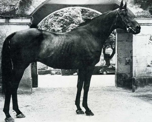 stallion Beau Fixe xx (Thoroughbred, 1958, from Sky High xx)