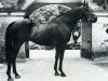 stallion Beau Fixe xx (Thoroughbred, 1958, from Sky High xx)