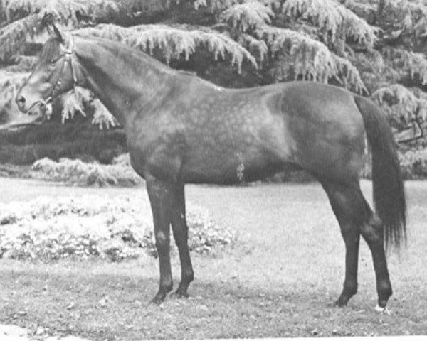stallion Thelus xx (Thoroughbred, 1948, from Escamillo xx)