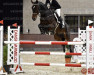 Springpferd Nadal M (Belgisches Warmblut, 2013, von Del Piero P&B)