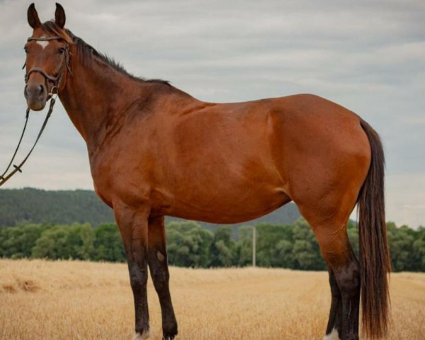 Dressurpferd Ma Grande (Deutsches Sportpferd, 2005, von Drakdream)