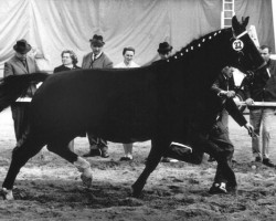 broodmare Gitta (Hanoverian, 1961, from Gotthard)