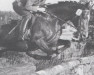 horse Praelat (unknown,  , from Herzbube)