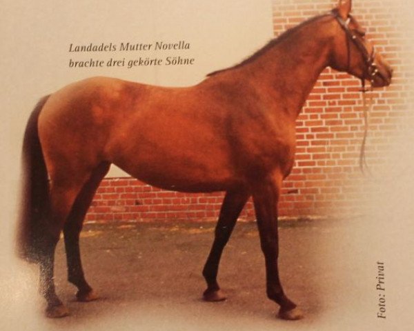 Zuchtstute Novella (Holsteiner, 1976, von Farnese 3804)