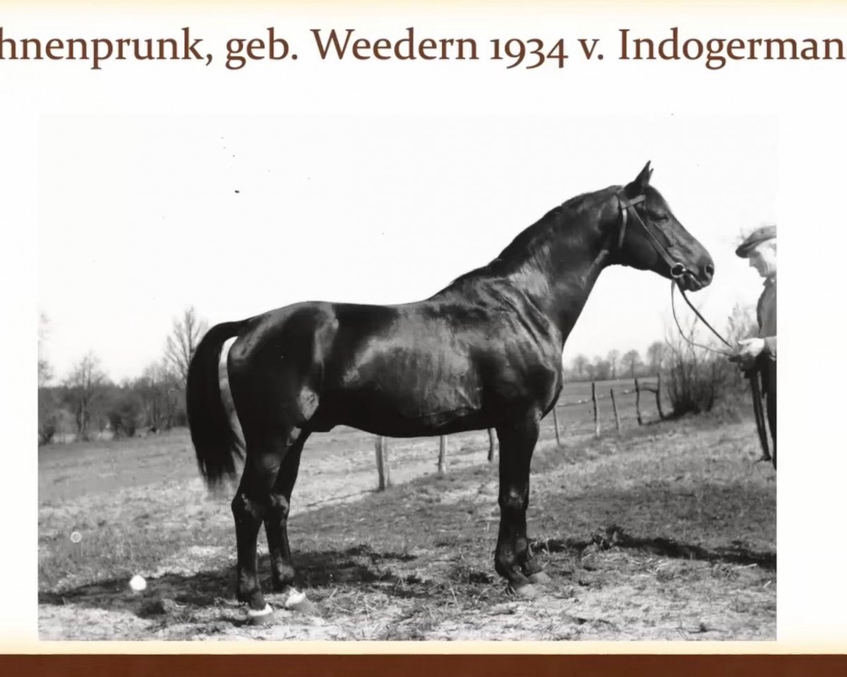 stallion Fahnenprunk (Trakehner, 1934, from Indogermane)