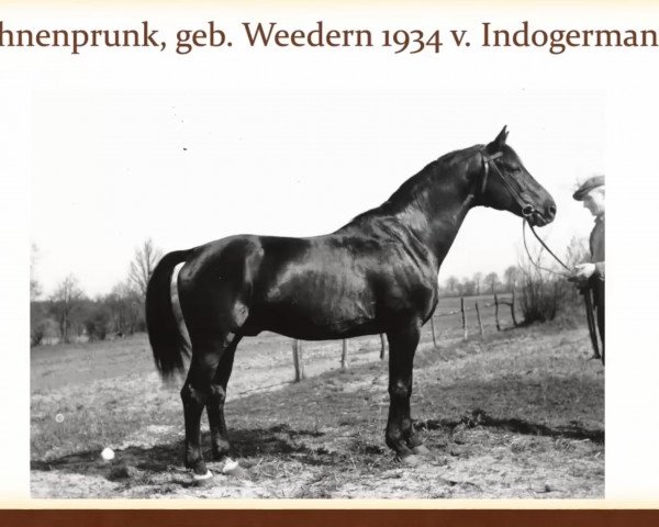 stallion Fahnenprunk (Trakehner, 1934, from Indogermane)