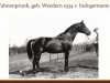 stallion Fahnenprunk (Trakehner, 1934, from Indogermane)