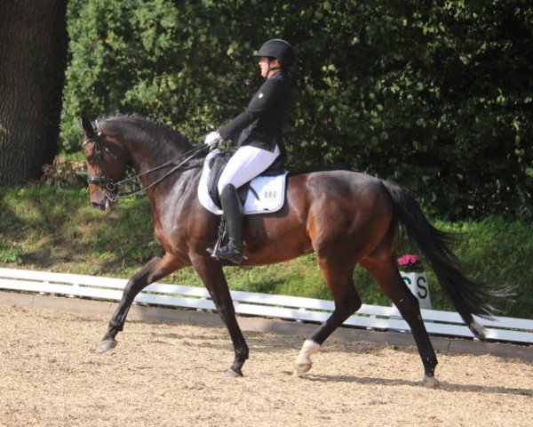dressage horse Cara Donna 17 (Hanoverian, 2012, from Contendros Bube)