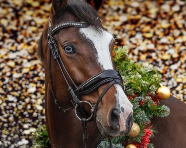 dressage horse Secret (Bavarian, 2015, from Belissimo NRW)