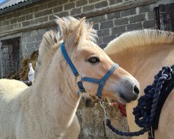 horse Kilian (Fjord Horse, 2023, from Kilimanjaro)