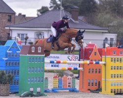 jumper Gwendolyn (German Riding Pony, 2015, from Maverick)