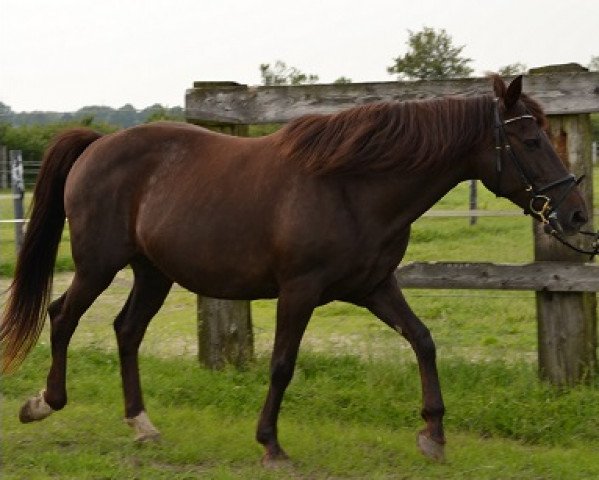 broodmare Ready to Fly (Little German Riding Horse, 1997, from Ninja)