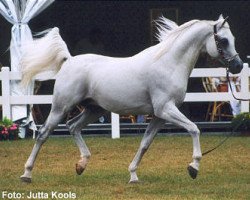 stallion Wadim ox (Arabian thoroughbred, 1993, from Grandorr ox)