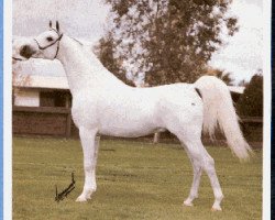 stallion Grandorr ox (Arabian thoroughbred, 1973, from Nabor 1950 ox)