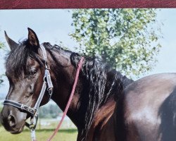 horse Casyd El Assuad (Arabian thoroughbred, 1990, from Khamal El Assuad ox)