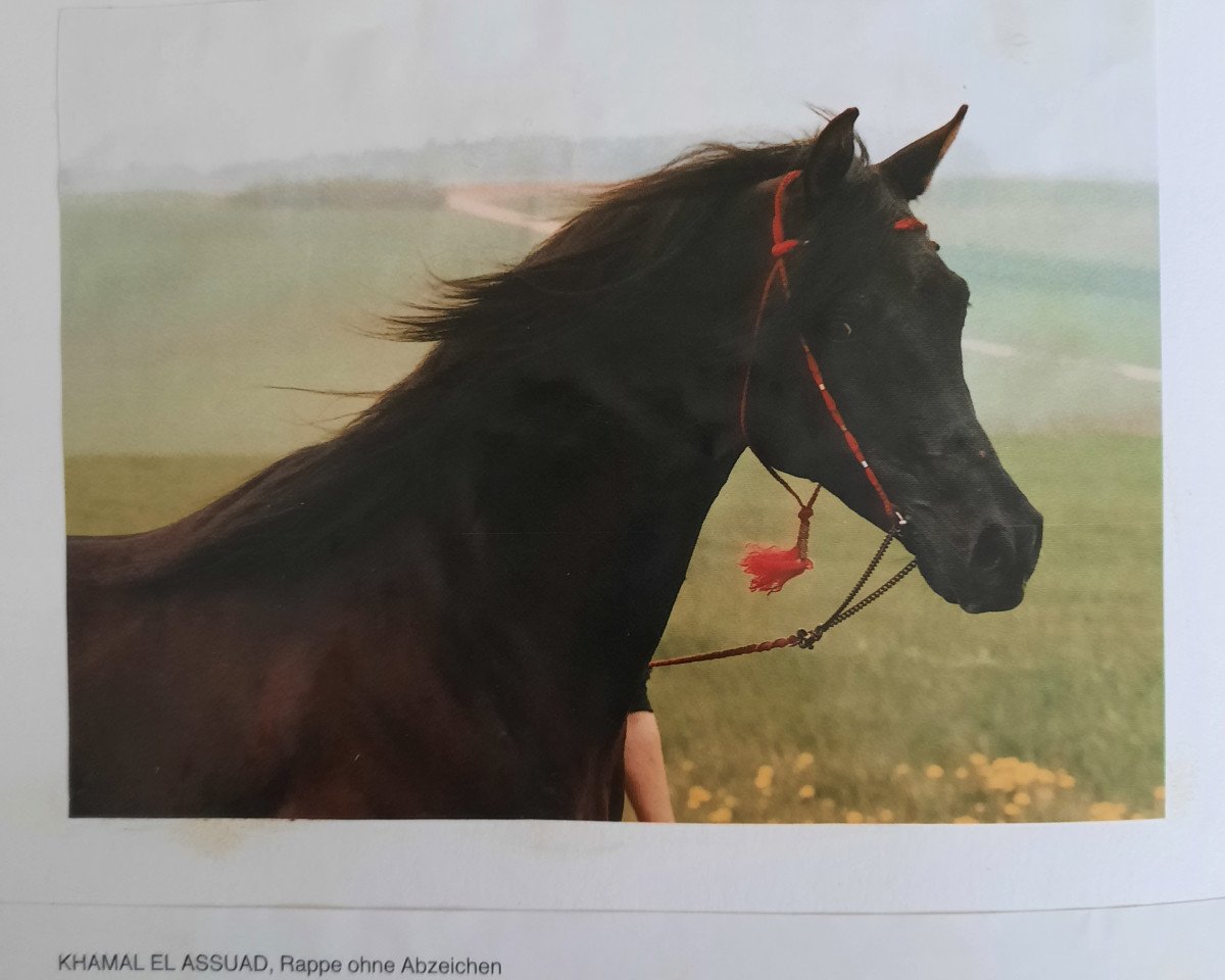 stallion Khamal El Assuad ox (Arabian purebred, 1981, from Joka-Tuam 1972 ox)