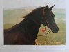 stallion Khamal El Assuad ox (Arabian thoroughbred, 1981, from Joka-Tuam 1972 ox)