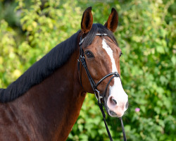 jumper For Peace Rh CH (+) (Swiss Warmblood, 2005, from For Pleasure)