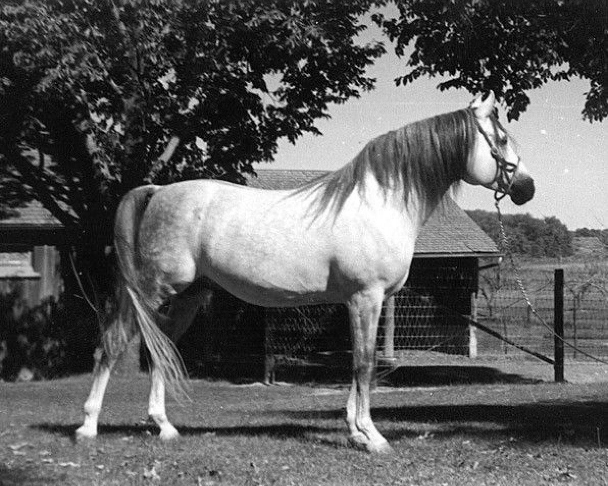 stallion Ibn Fadl ox (Arabian purebred, 1946, from Fadl 1930 RAS)