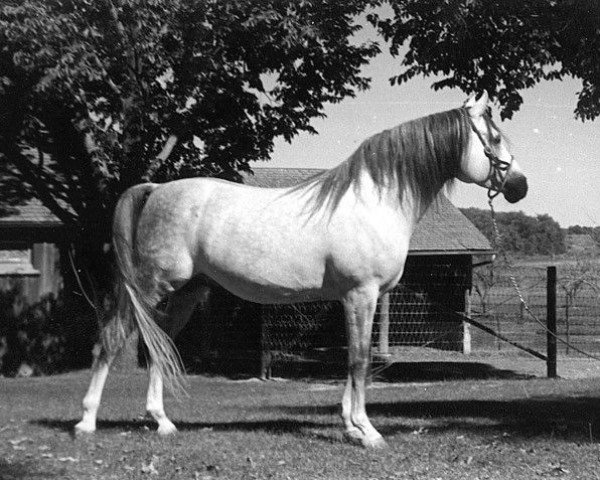 stallion Ibn Fadl ox (Arabian thoroughbred, 1946, from Fadl 1930 RAS)