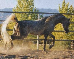 stallion Maar Ibn Ali ox (Arabian thoroughbred, 1986, from Ruminaja Ali 1976 ox)