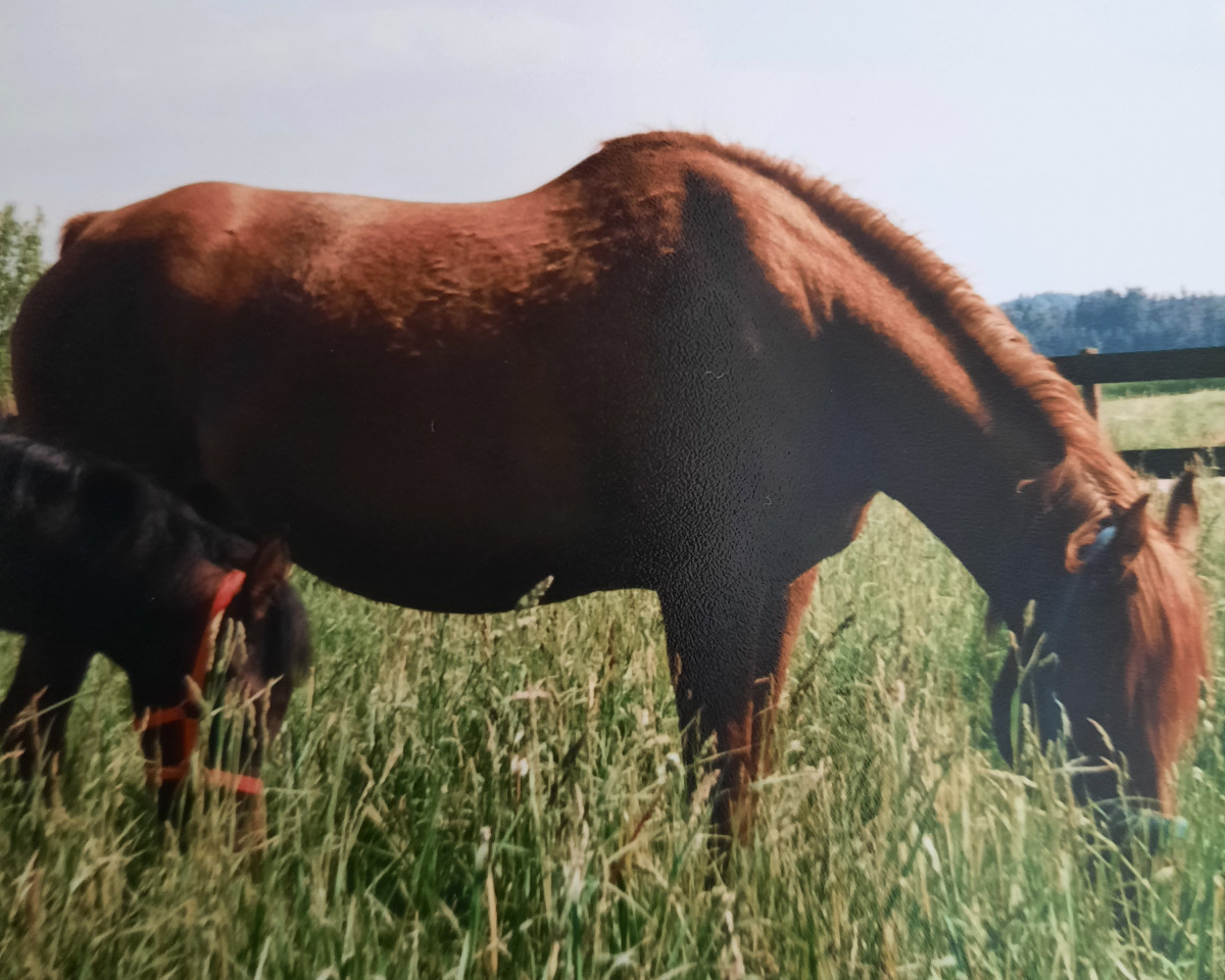 broodmare Castopa (Arabian purebred, 1984, from Ibn Estopa 1977 ox)