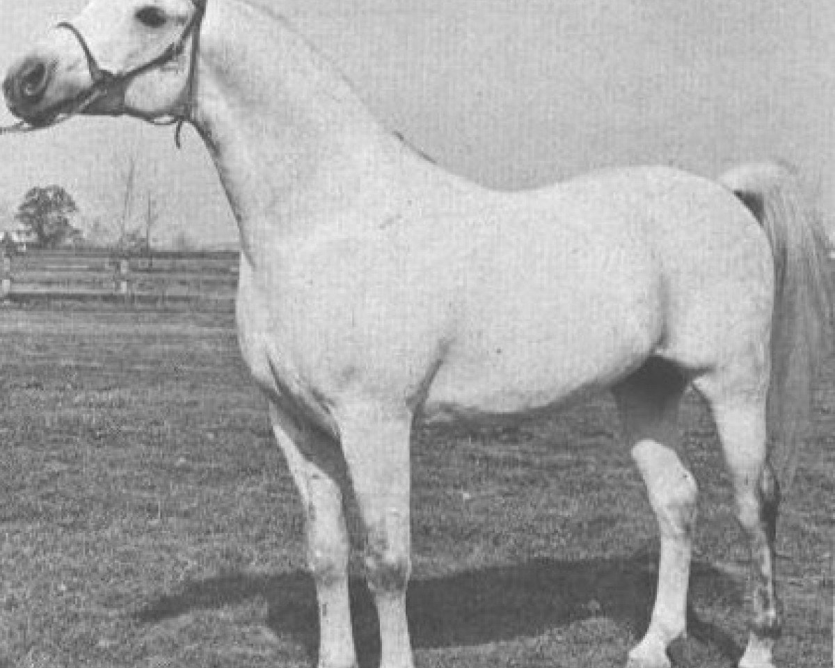 horse Bu-Zahr ox (Arabian purebred, 1957, from Ferzon ox)