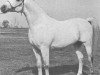 horse Bu-Zahr ox (Arabian thoroughbred, 1957, from Ferzon ox)