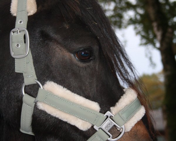 Pferd PPP Rainqueen (Dartmoor-Pony, 2018, von Magnum Hadrian)