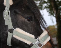 horse PPP Rainqueen (Dartmoor Pony, 2018, from Magnum Hadrian)