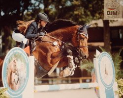 jumper Luciano D (German Sport Horse, 2007, from Locando)